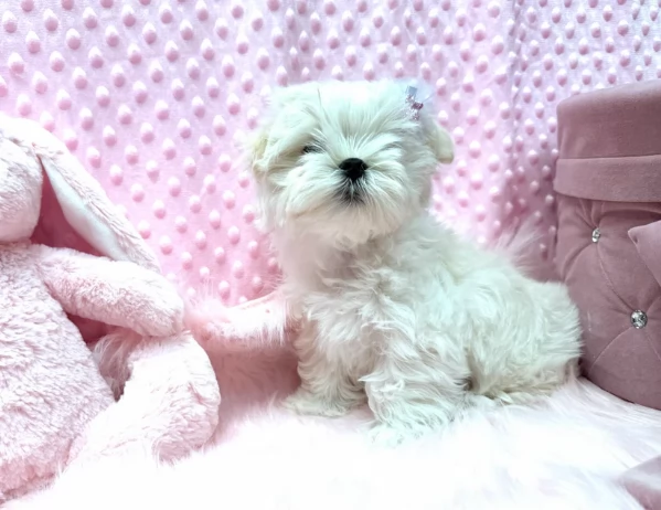 Disponibili splendidi cuccioli di Maltese pronti per ladozione | Foto 5