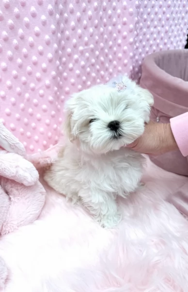 Disponibili splendidi cuccioli di Maltese pronti per ladozione | Foto 4