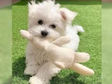 Disponibili splendidi cuccioli di Maltese pronti per ladozione | Foto 2