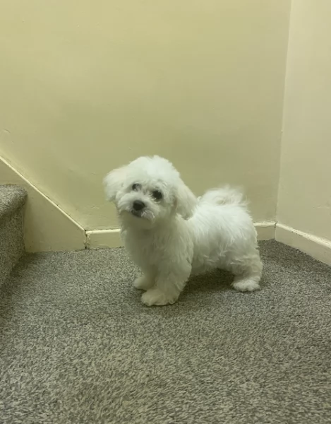 Disponibili splendidi cuccioli di Maltese pronti per ladozione | Foto 4