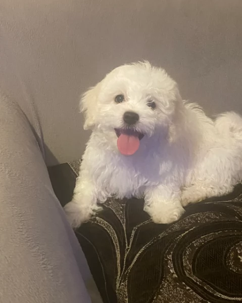 Disponibili splendidi cuccioli di Maltese pronti per ladozione | Foto 3