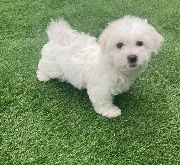 Disponibili splendidi cuccioli di Maltese pronti per ladozione | Foto 1