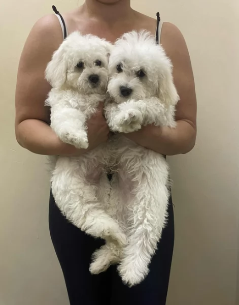 Disponibili splendidi cuccioli di Maltese pronti per ladozione | Foto 0
