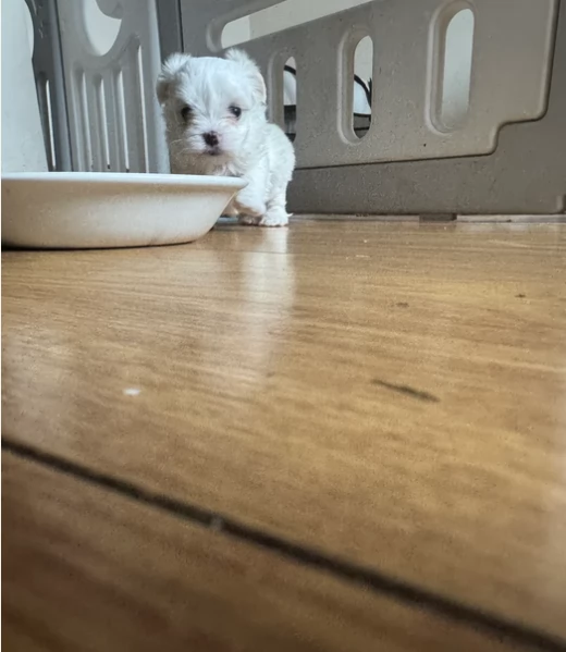 Disponibili splendidi cuccioli di Maltese pronti per ladozione | Foto 2