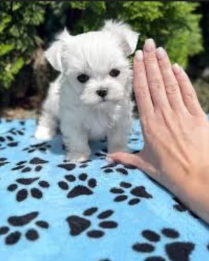 Disponibili splendidi cuccioli di Maltese pronti per ladozione | Foto 1