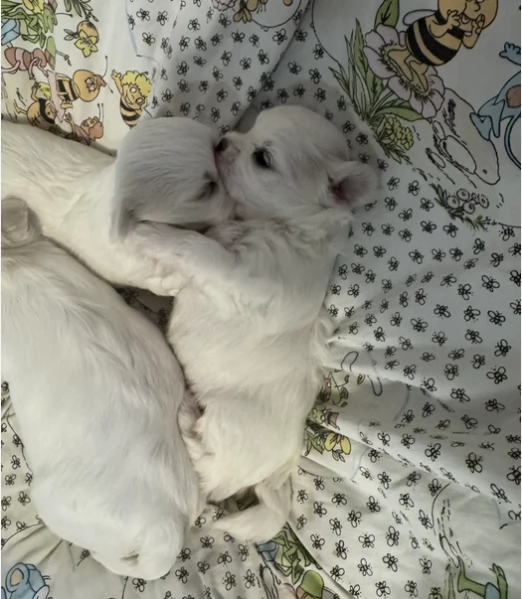 Disponibili splendidi cuccioli di Maltese pronti per ladozione | Foto 0