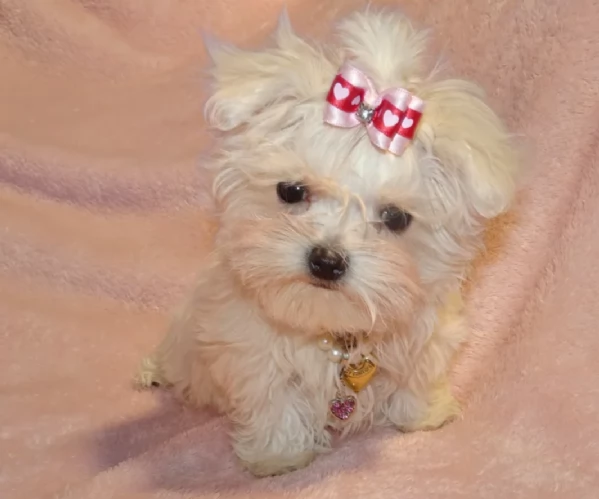 Disponibili splendidi cuccioli di Maltese pronti per ladozione | Foto 1