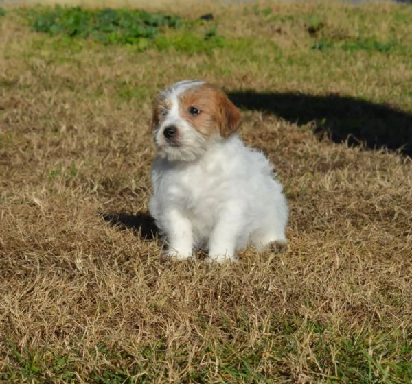 Cucciolo di jack russell terrier a pelo duro con pedigree | Foto 1