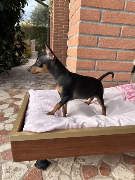 Cucciolo di Pinscher Nano