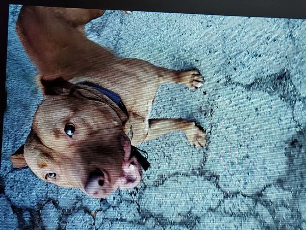 Regalo cucciolo di cane  | Foto 1