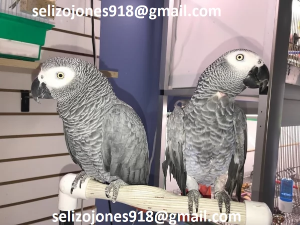 Offriamo varie razze di pappagalli e uova fertili.