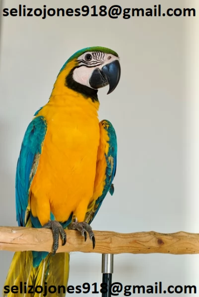 Offriamo varie razze di pappagalli e uova fertili. | Foto 0