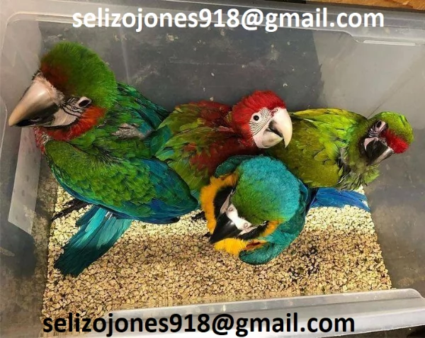 Offriamo varie razze di pappagalli e uova fertili. | Foto 0
