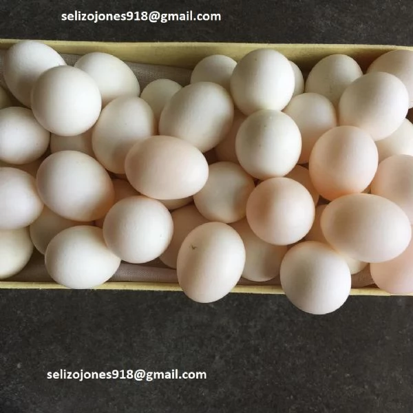 Offriamo varie razze di pappagalli e uova fertili. | Foto 0