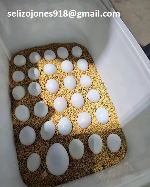 Offriamo varie razze di pappagalli e uova fertili.