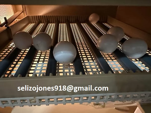 Offriamo varie razze di pappagalli e uova fertili.