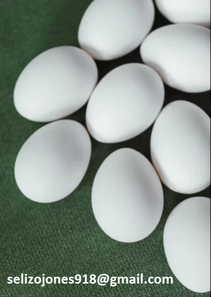 Offriamo varie razze di pappagalli e uova fertili.