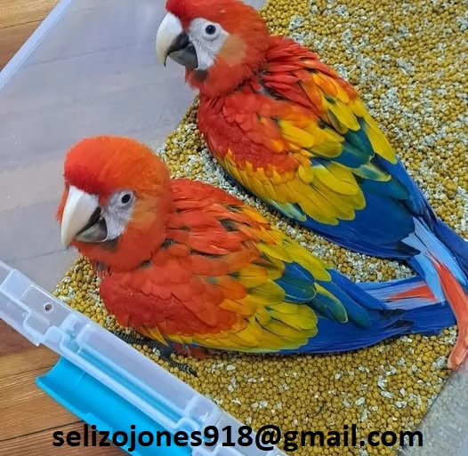 Offriamo varie razze di pappagalli e uova fertili. | Foto 0