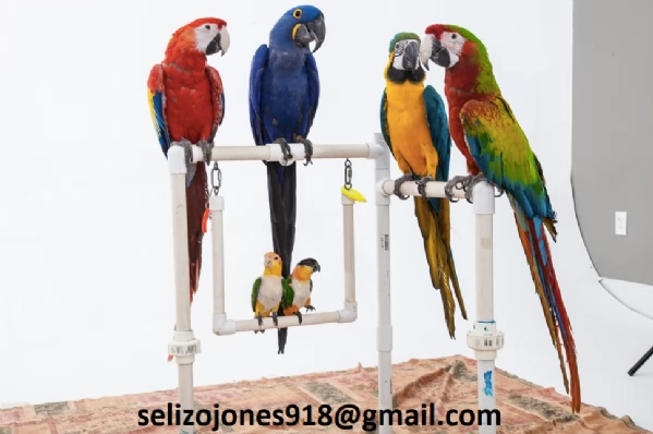 Offriamo varie razze di pappagalli e uova fertili. | Foto 0