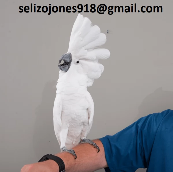 Offriamo varie razze di pappagalli e uova fertili. | Foto 0