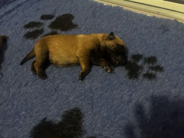 Cuccioli Malinois
