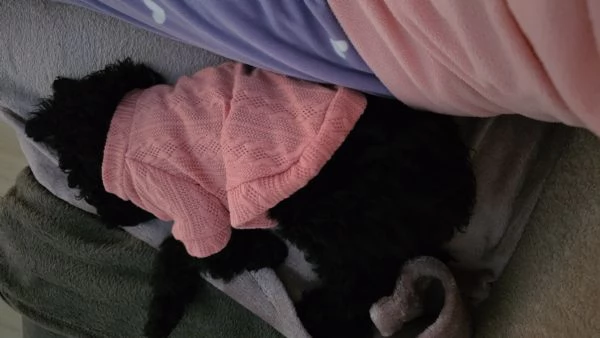 Cucciolo di barboncino nano