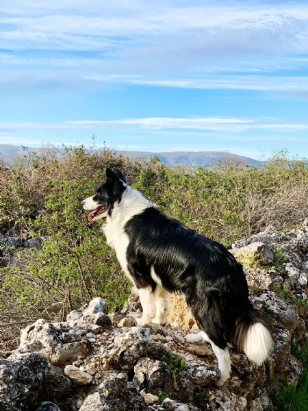 border collie 