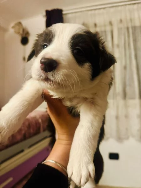 border collie  | Foto 2