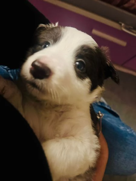 border collie  | Foto 1