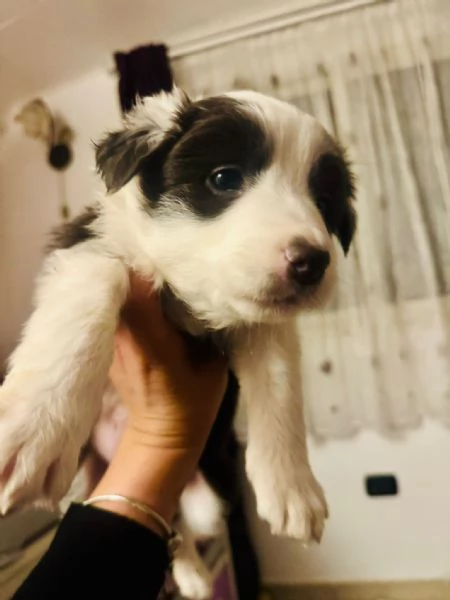 border collie  | Foto 0