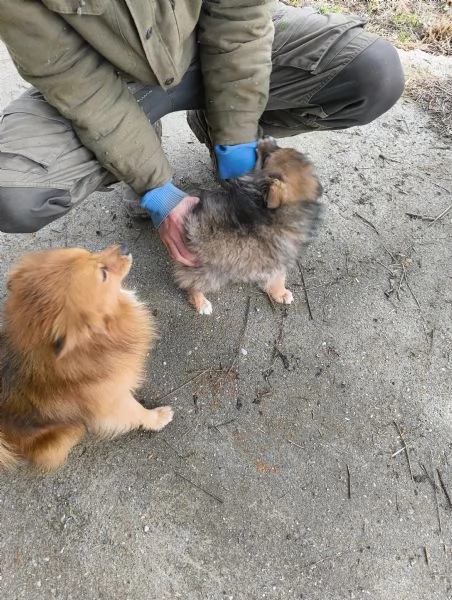 VOLPINA SPITZ TEDESCA | Foto 2