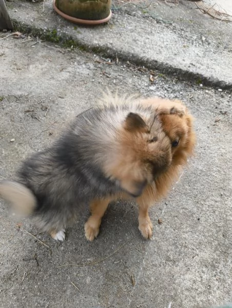 VOLPINA SPITZ TEDESCA | Foto 1