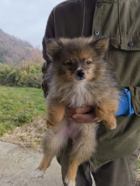 VOLPINA SPITZ TEDESCA