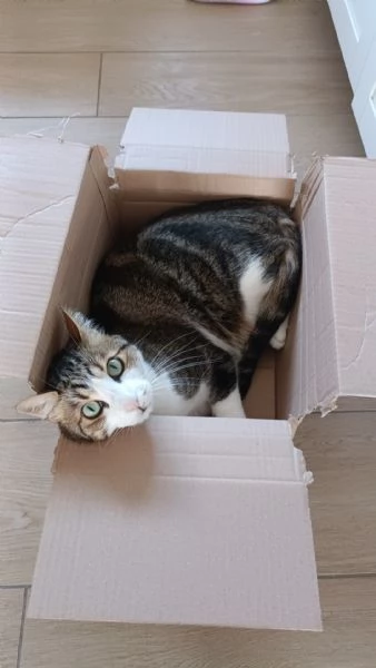 Regalasi gatto di 4 anni | Foto 0