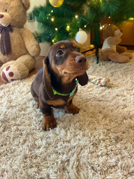 Cuccioli di bassotto 