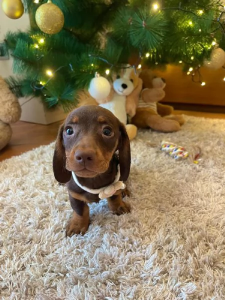 Cuccioli di bassotto  | Foto 4