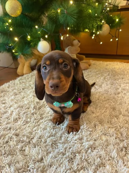 Cuccioli di bassotto  | Foto 2