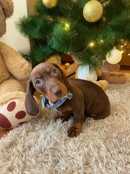 Cuccioli di bassotto  | Foto 1