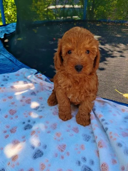 Cuccioli di barboncino  | Foto 1
