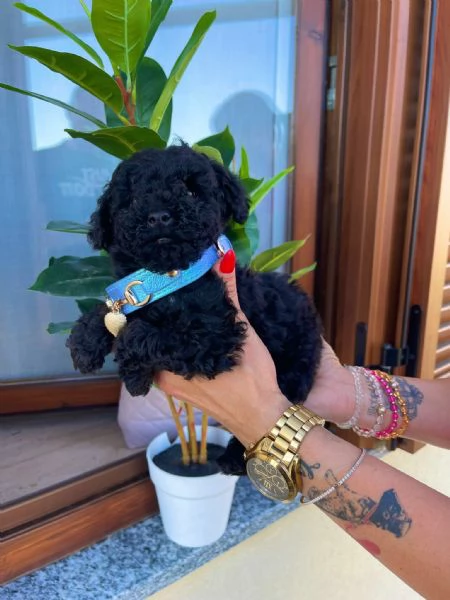 Cuccioli di barboncino  | Foto 0