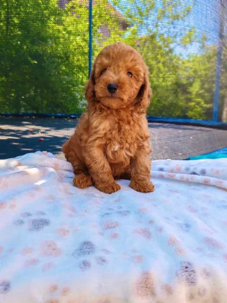 Cuccioli di barboncino 