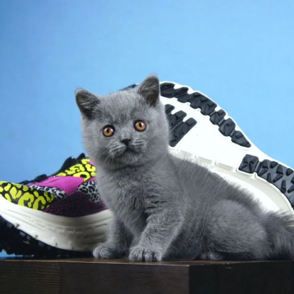 Gattini British Shorthair dolcissimi