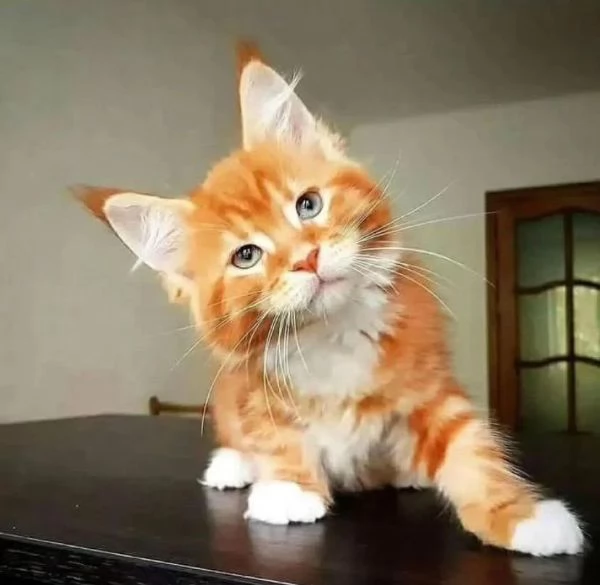 Maine Coon cuccioli