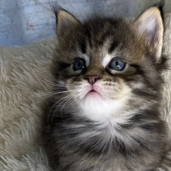 Gattini Maine Coon-Amorevoli e Giocherelloni!