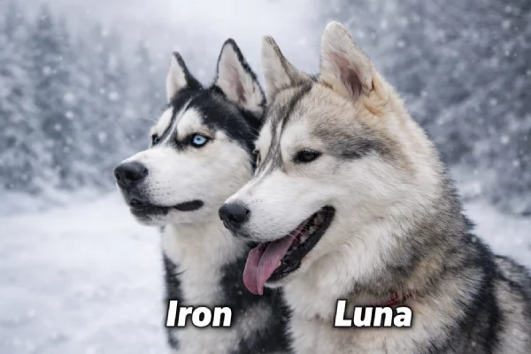 Cuccioli di Siberian Husky con Pedigree ENCI