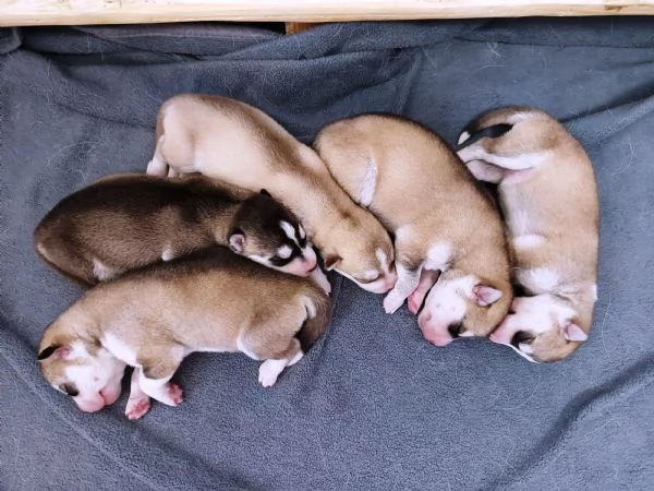 Cuccioli di Siberian Husky con Pedigree ENCI