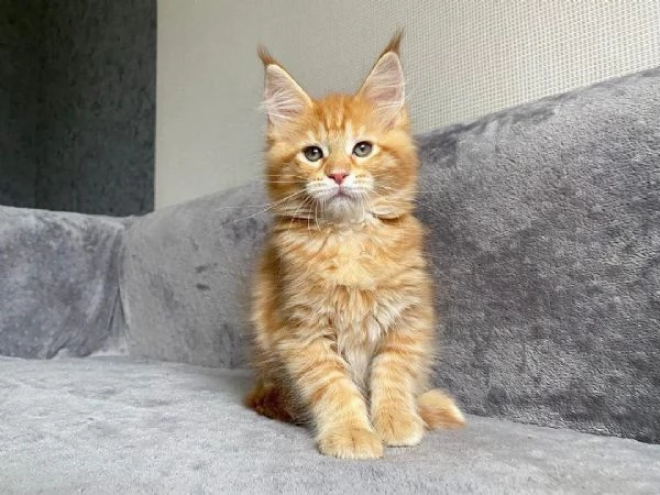 Maine Coon disponibili