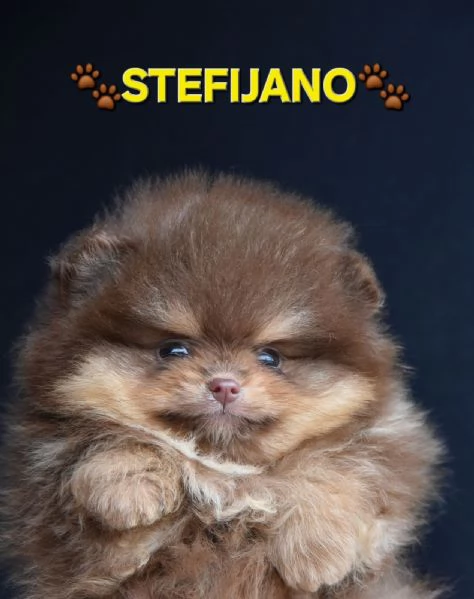 Pomeranian Boo – cuccioli CHOCOLATE & TAN | NUOVO | Foto 5