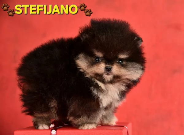 Pomeranian Boo – cuccioli CHOCOLATE & TAN | NUOVO | Foto 4