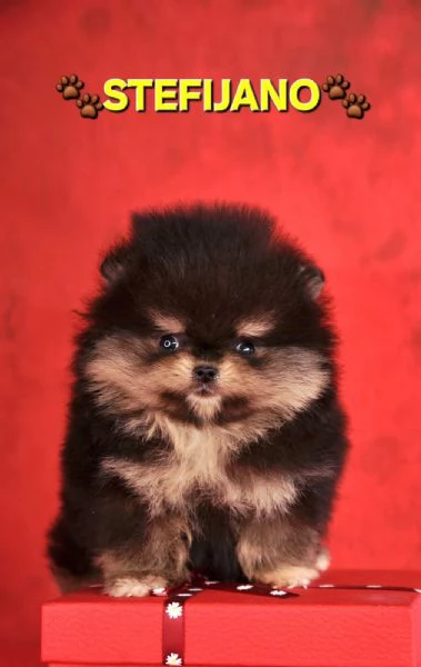 Pomeranian Boo – cuccioli CHOCOLATE & TAN | NUOVO | Foto 2